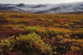 Tundra Biome | National Geographic Society
